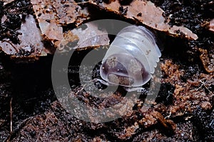 Isopod - Cubaris panda king, On the bark in the deep forest