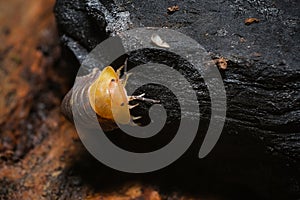 Isopod - Cubaris Rubber ducky, On the bark in the deep forest