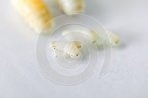 Isopoda class Crustacea, Isopods live in the sea, in fresh water, Isopods have a chitinous exoskeleton and jointed limbs in Lab. photo