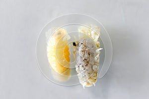 Isopoda class Crustacea, Isopods live in the sea, in fresh water, Isopods have a chitinous exoskeleton and jointed limbs in Lab. photo