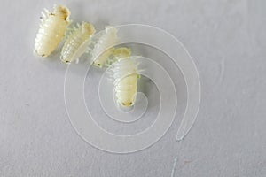 Isopoda class Crustacea, Isopods live in the sea, in fresh water, Isopods have a chitinous exoskeleton and jointed limbs in Lab. photo
