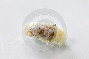 Isopoda class Crustacea, Isopods live in the sea, in fresh water, Isopods have a chitinous exoskeleton and jointed limbs in Lab. photo