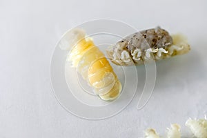 Isopoda class Crustacea, Isopods live in the sea, in fresh water, Isopods have a chitinous exoskeleton and jointed limbs in Lab. photo