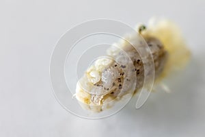 Isopoda class Crustacea, Isopods live in the sea, in fresh water, Isopods have a chitinous exoskeleton and jointed limbs in Lab. photo