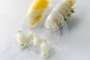 Isopoda class Crustacea, Isopods live in the sea, in fresh water, Isopods have a chitinous exoskeleton and jointed limbs in Lab. photo