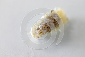 Isopoda class Crustacea, Isopods live in the sea, in fresh water, Isopods have a chitinous exoskeleton and jointed limbs in Lab. photo