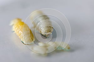 Isopoda class Crustacea, Isopods live in the sea, in fresh water, Isopods have a chitinous exoskeleton and jointed limbs in Lab. photo
