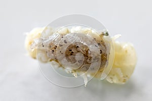 Isopoda class Crustacea, Isopods live in the sea, in fresh water, Isopods have a chitinous exoskeleton and jointed limbs in Lab. photo