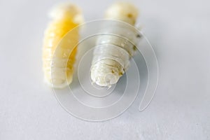 Isopoda class Crustacea, Isopods live in the sea, in fresh water, Isopods have a chitinous exoskeleton and jointed limbs in Lab. photo