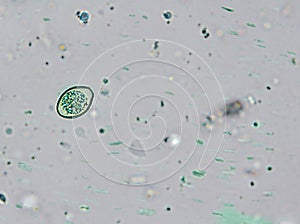 Isospora spp. oocyst from cat feces under the microscope