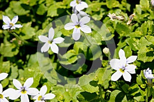 Isotoma fluviatilis, Blue Star Creeper