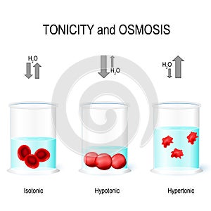 Isotonic, Hypotonic and Hypertonic solutions effects on animal c