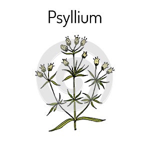 Ispaghula plantago psyllium , medicinal plant