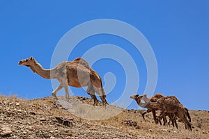 Israel, Desert, A herd of Arabian camels