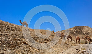 Israel, Desert, A herd of Arabian camels