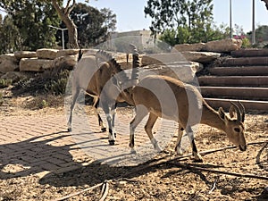 Israel, Mitzpe Ramon crater, Nubian Ibex