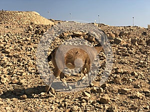 Israel, Mitzpe Ramon crater, Nubian Ibex