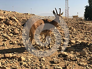 Israel, Mitzpe Ramon crater, Nubian Ibex