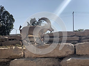 Israel, Mitzpe Ramon crater, Nubian Ibex