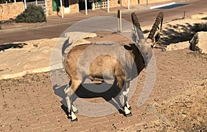 Israel, Mitzpe Ramon crater, Nubian Ibex