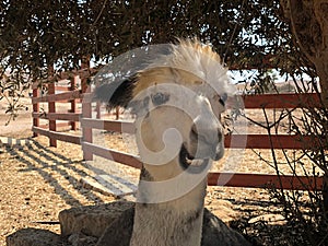 Israel, Mitzpe Ramon, LLama and Alpaca natural park