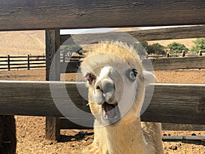 Israel, Mitzpe Ramon, LLama and Alpaca natural park