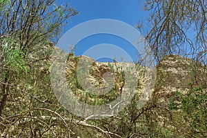 Israel, Negev desert, 11-05-2019 View from the Ein-Gedi national park through the trees, the many dead branches, on the steep moun