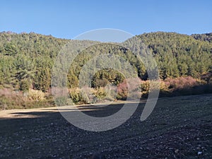 Israel Ramot menashe forest