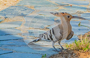 Israel`s national bird, eurasian hoopoe upupa epops