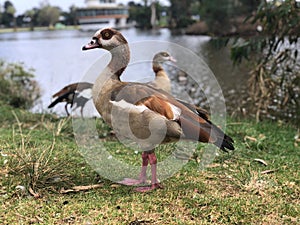 Israel, Tel Aviv. Wild duck in Yarkon national park