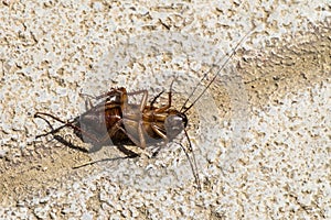 Israeli cockroach tipped over on its back Periplaneta americana