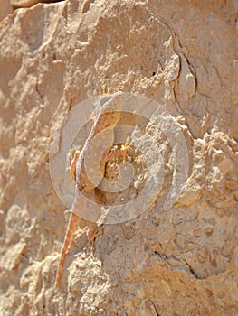 Israeli desert gecko - the art of camouflage