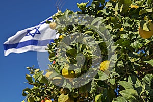 Israeli flag on blue sky background and lemons tree photo