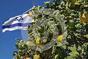 Israeli flag on blue sky background and lemons tree