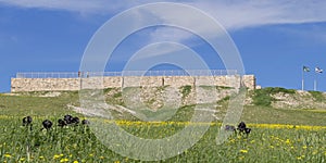 Israelite Fortress and Black Iris at Tel Arad in Israel