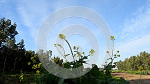 Israelâ€™s winter colors are blue sky, white clouds and rich in color vegetation.