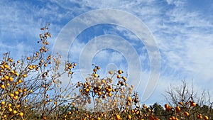 Israelâ€™s winter colors are blue sky, white clouds and rich in color vegetation.