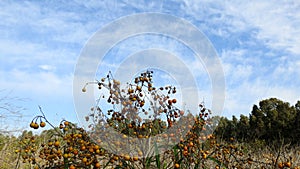 Israelâ€™s winter colors are blue sky, white clouds and rich in color vegetation.