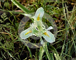 Isreali Negev iris winter blossom