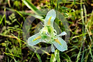 Isreali Negev iris winter blossom