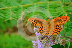 Issoria lathonia - Queen of Spain Fritillary - Beautiful orange Butterfly