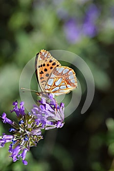 Issoria lathonia , The Queen of Spain fritillary butterfly on flower