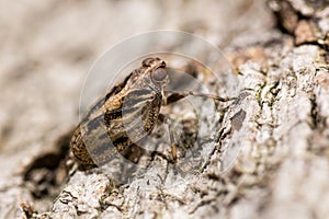 Issus coleoptratus (Homoptera)