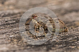 Issus coleoptratus planthopper bug in profile