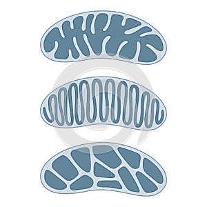 The basic types and forms of the fine structure of mitochondrial cristae. Types of mitochondria