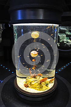 Istanbul Aquarium received visitors after restoration.