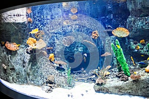 Istanbul Aquarium received visitors after restoration.