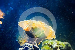 Istanbul Aquarium received visitors after restoration.