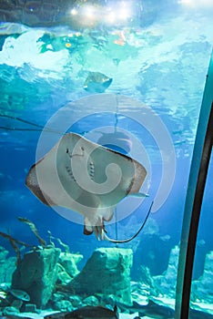 Istanbul Aquarium received visitors after restoration.