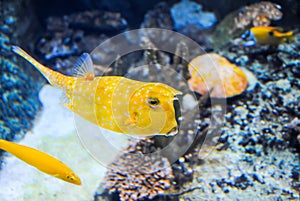 Istanbul Aquarium received visitors after restoration.
